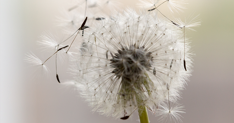 5 tips for coping with hay fever season